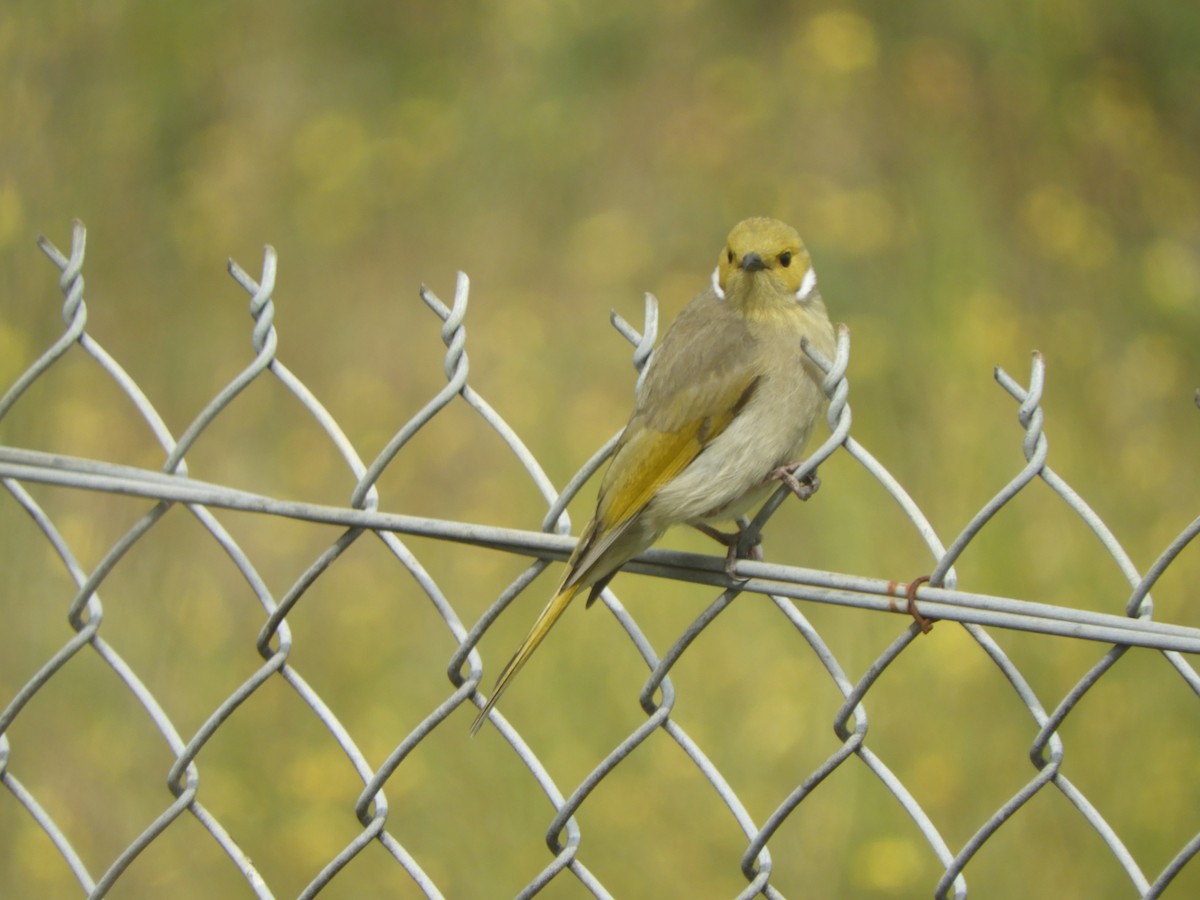 White-plumed Honeyeater - ML642148473
