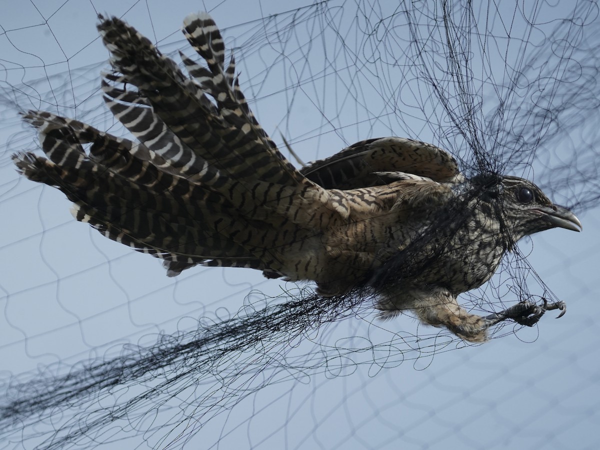 Asian Koel - ML642148475