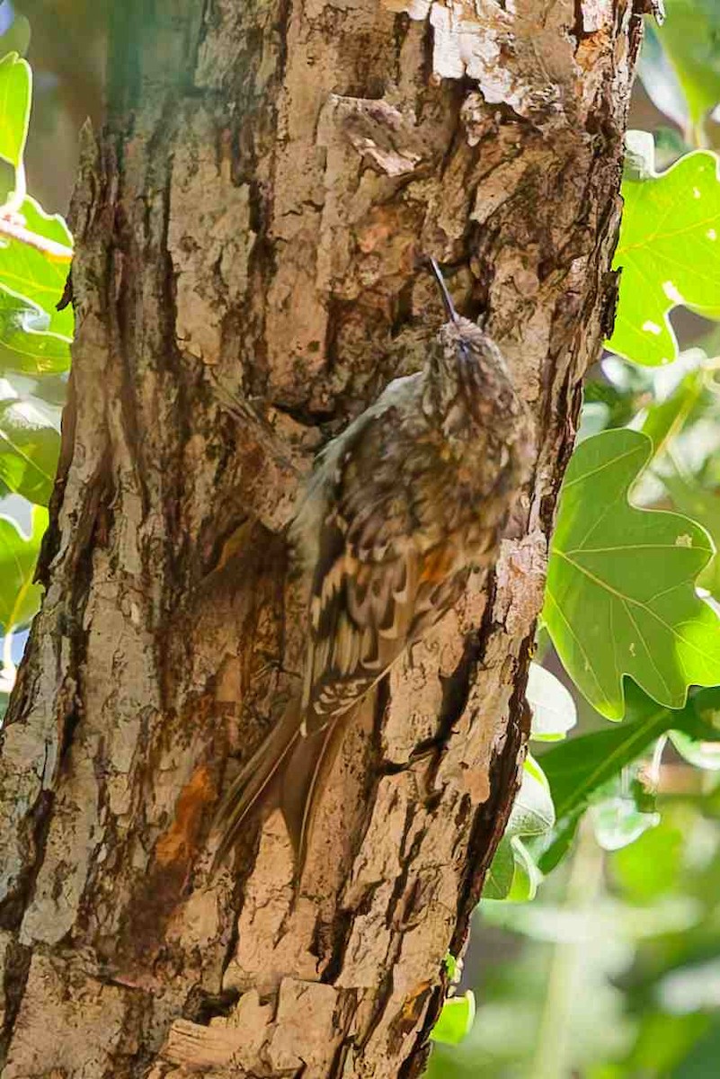 Brown Creeper - ML642148481