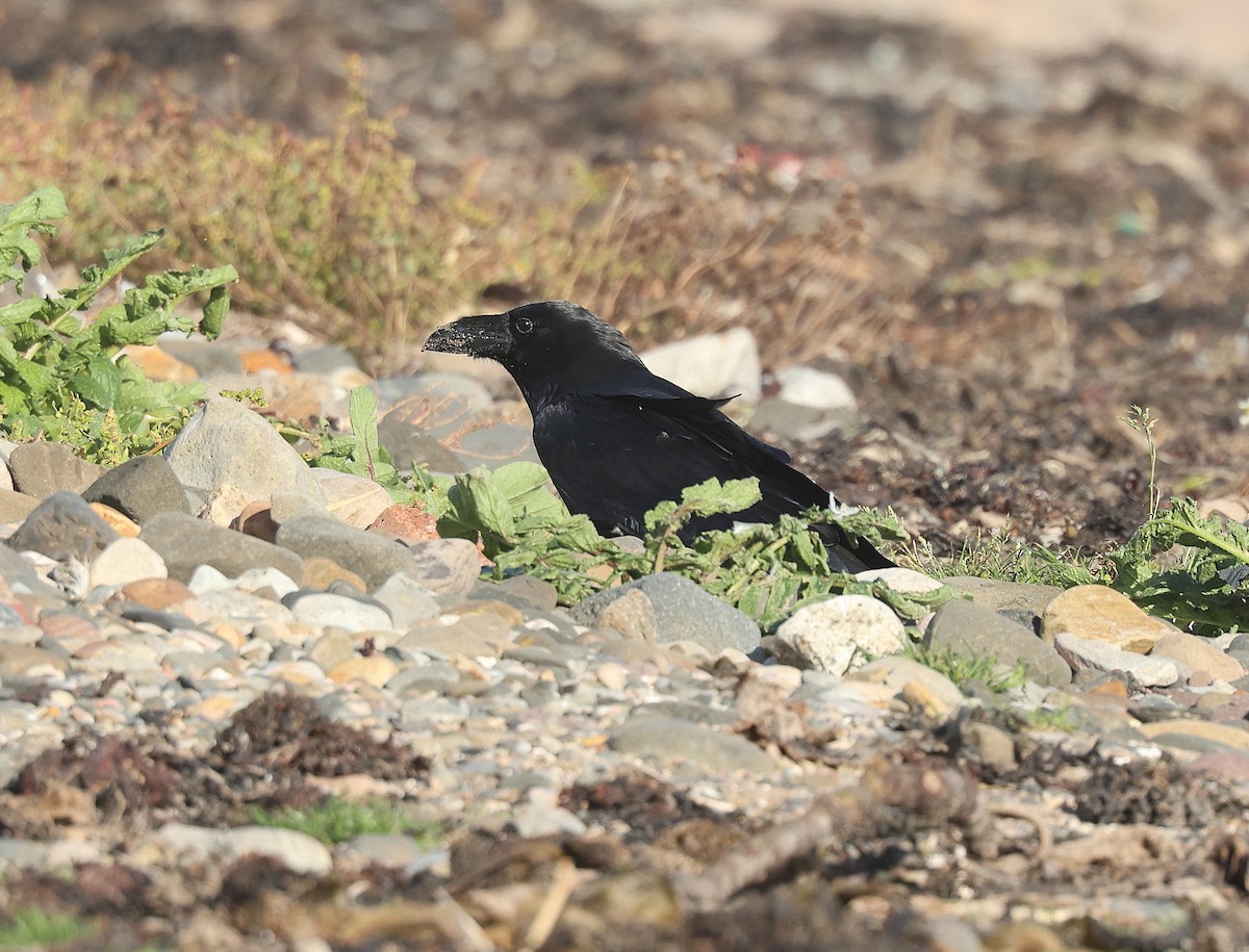 Common Raven - ML642148482