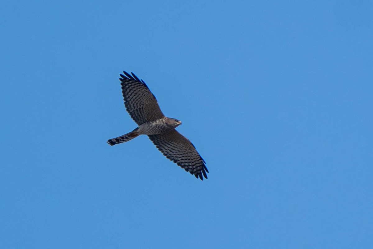 Levant Sparrowhawk - ML642148483
