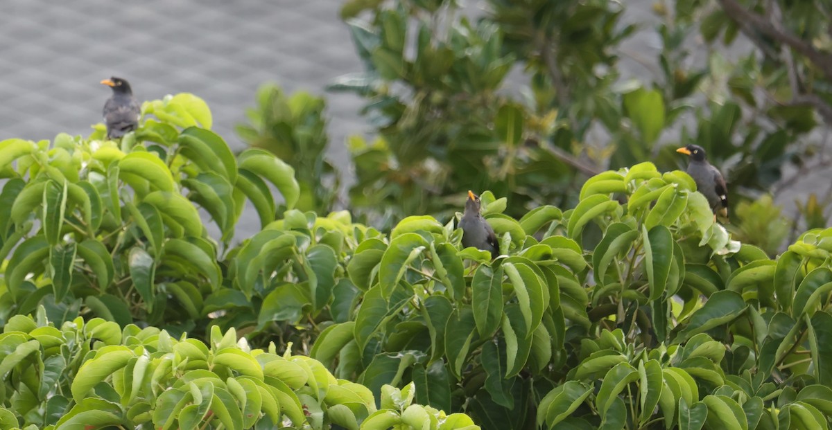 Javan Myna - ML642148484