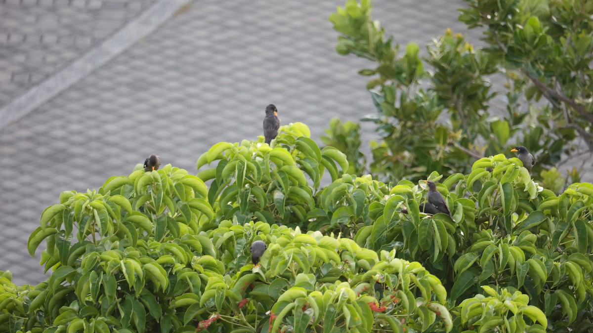 Javan Myna - ML642148485