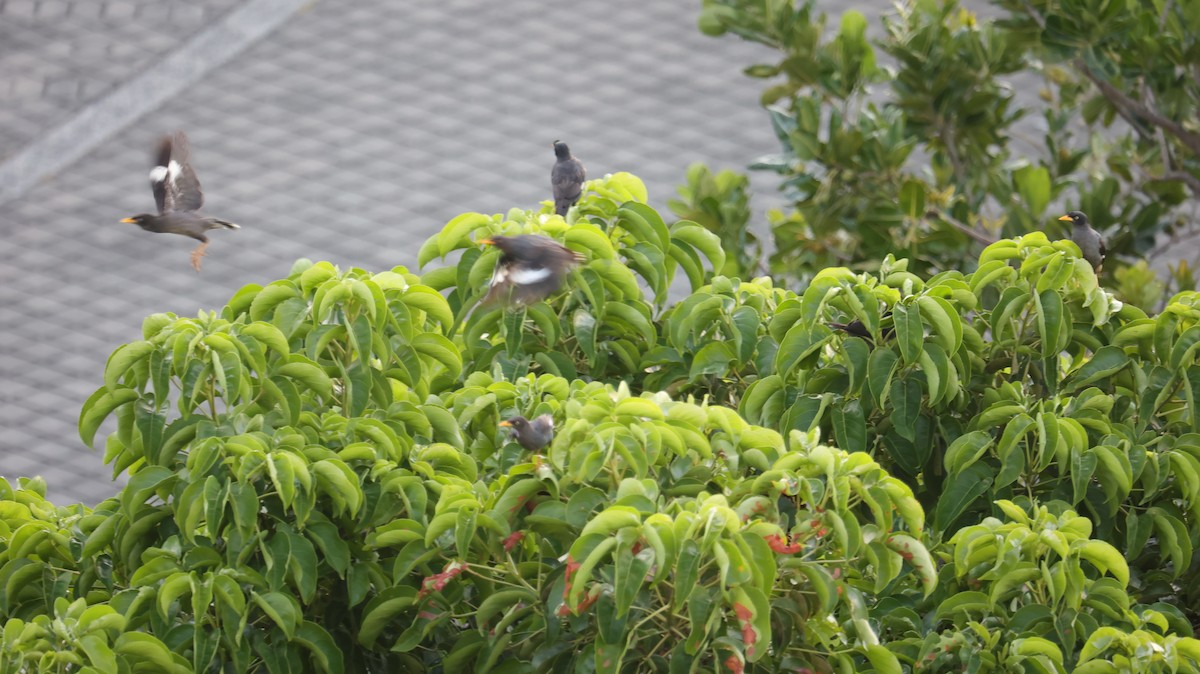 Javan Myna - ML642148486