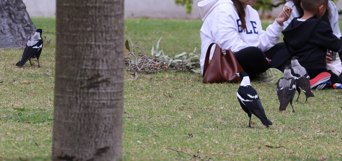 Australian Magpie - ML642148529
