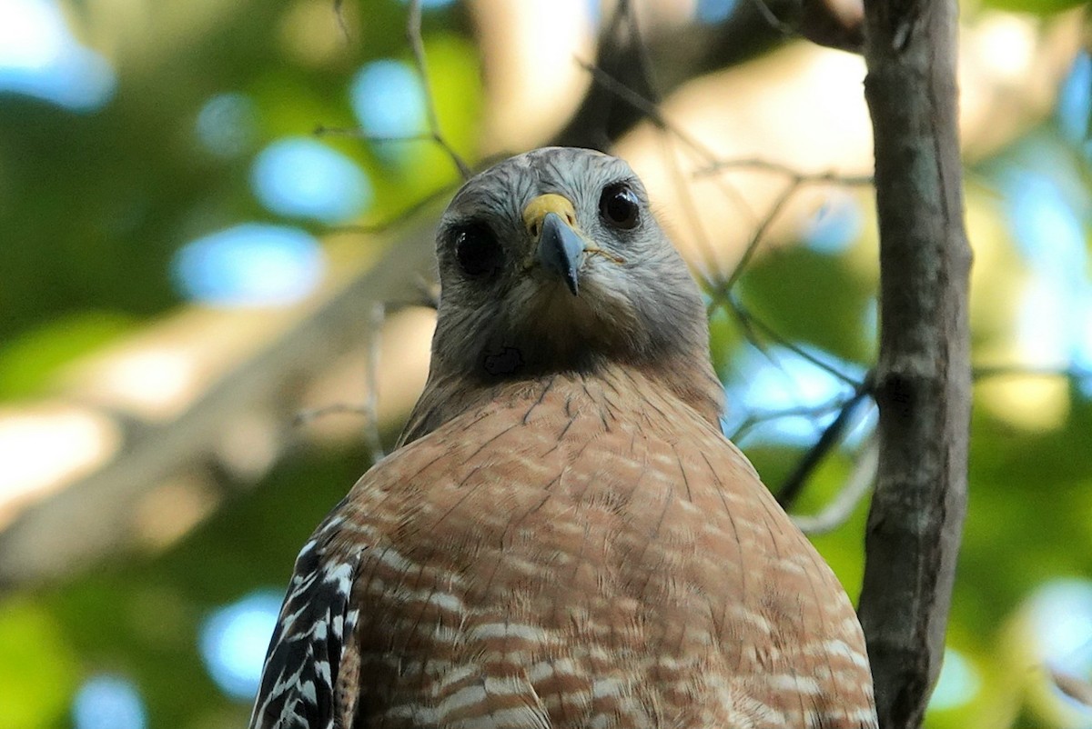 Red-shouldered Hawk - ML642148550