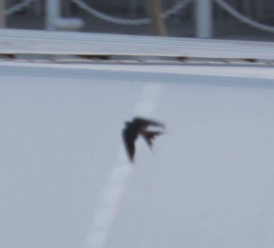 Pacific Swallow - ML642148566