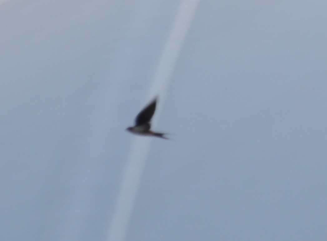 Pacific Swallow - ML642148567