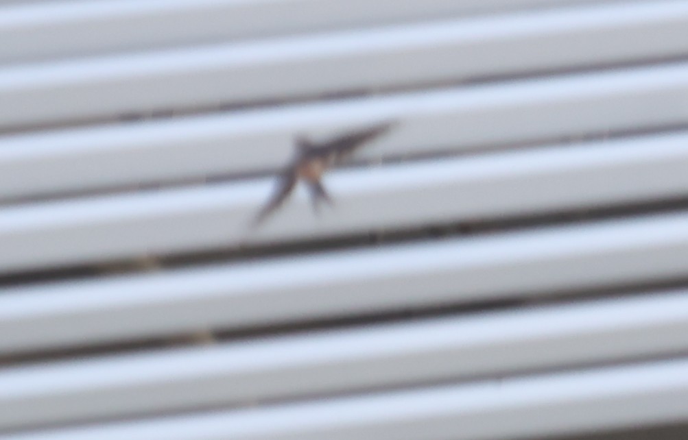 Pacific Swallow - ML642148568