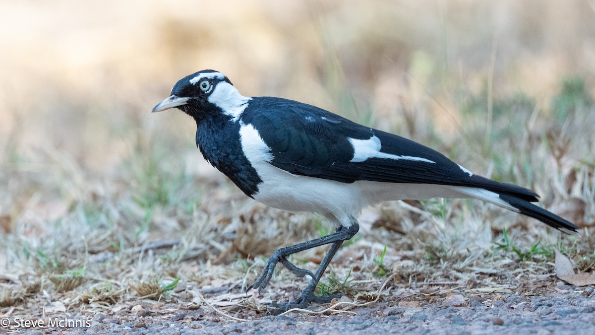 Magpie-lark - ML642148577