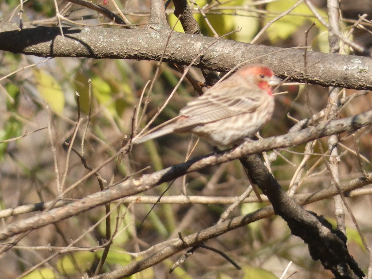 House Finch - ML642148596