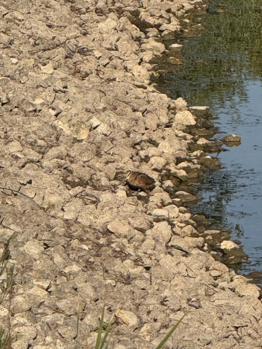 American Woodcock - ML642148606
