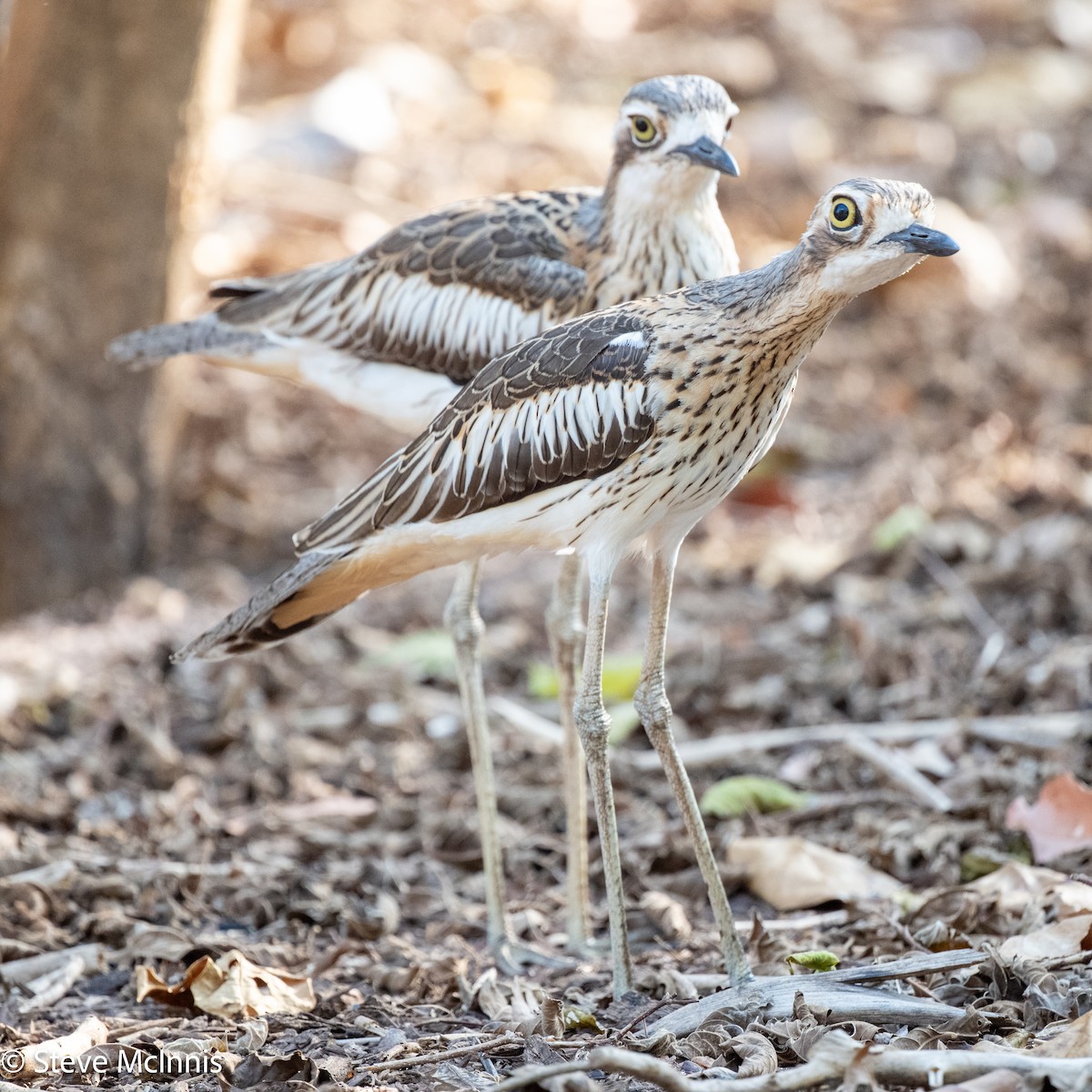 Bush Thick-knee - ML642148609