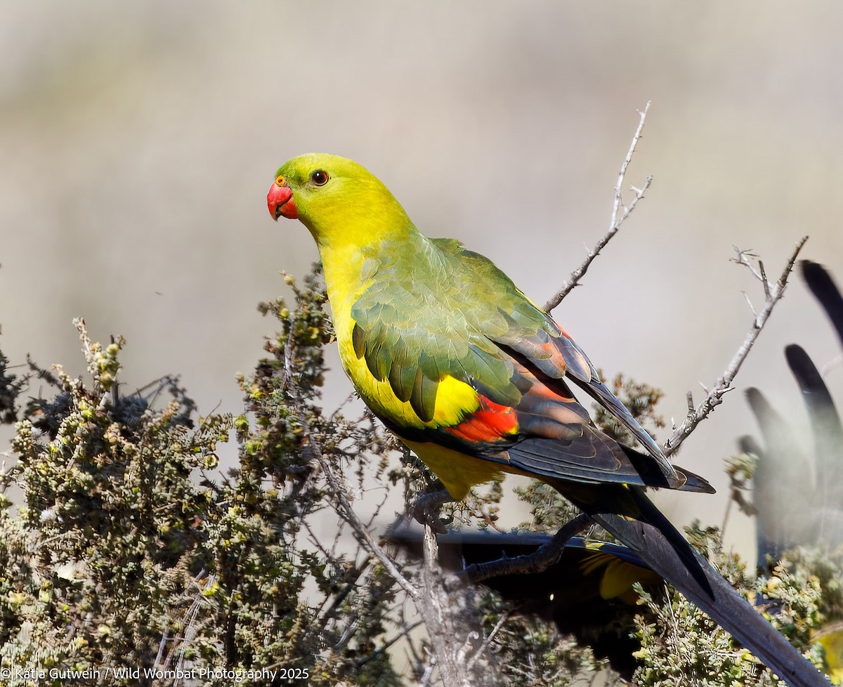 Regent Parrot - ML642148612