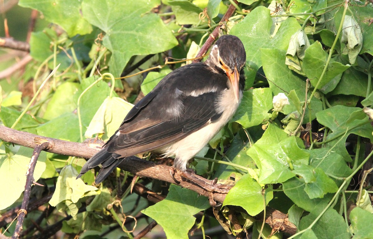 Indian Pied Starling - ML642148633