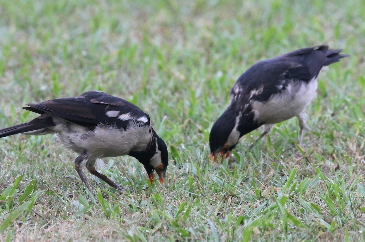Indian Pied Starling - ML642148638