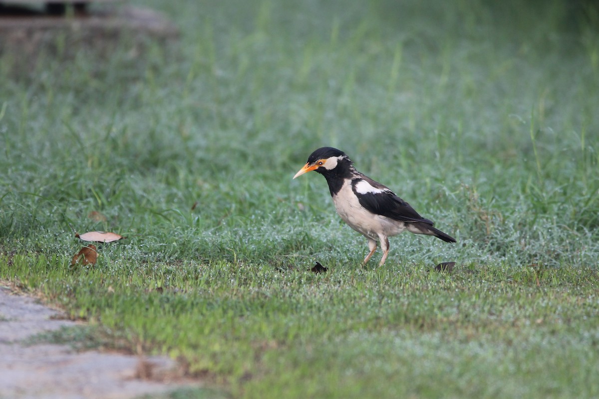 Indian Pied Starling - ML642148641