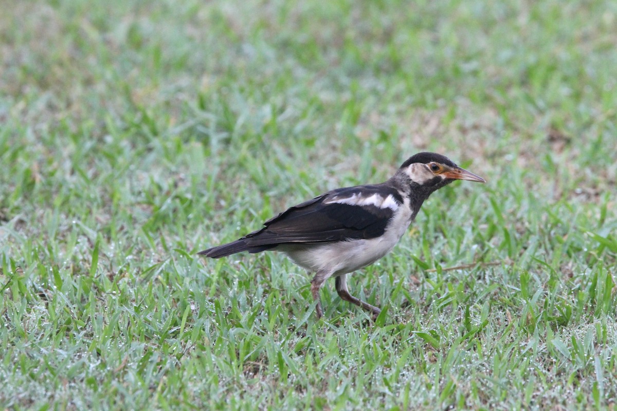 Indian Pied Starling - ML642148643