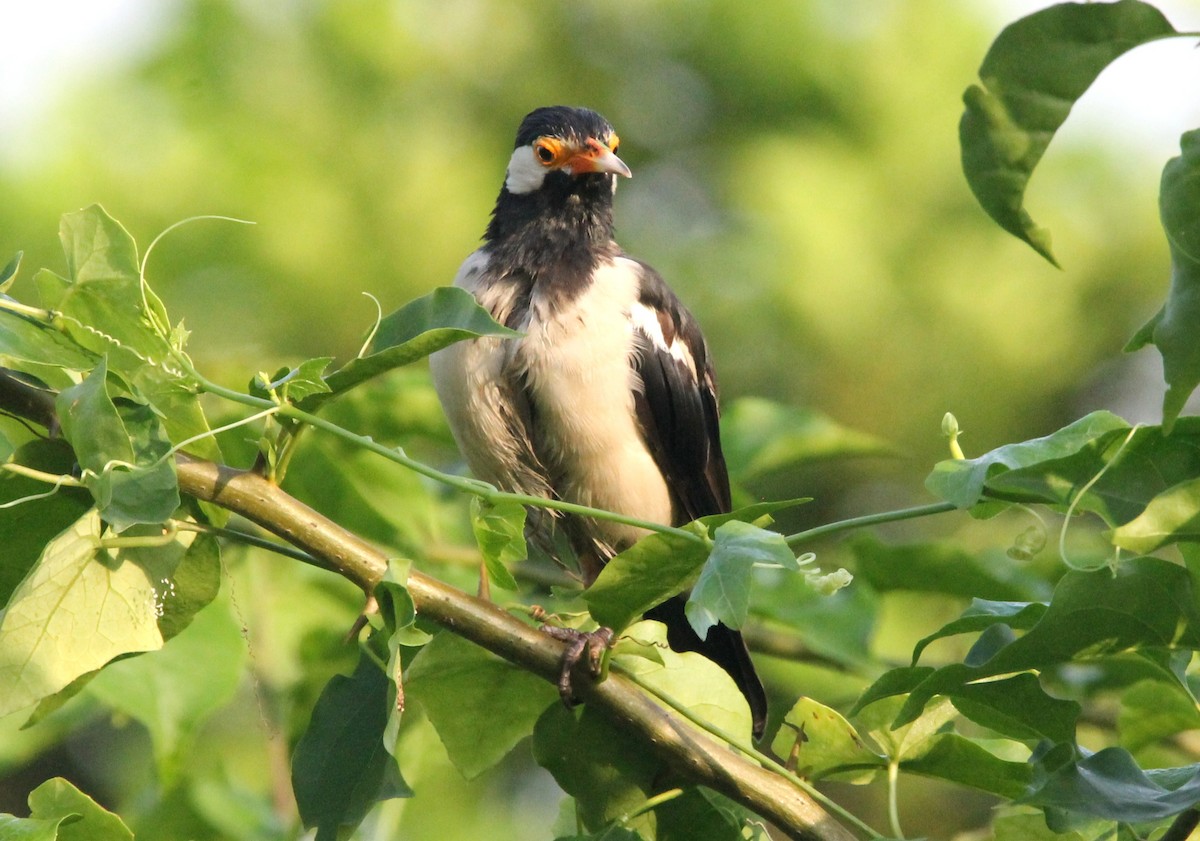 Indian Pied Starling - ML642148644