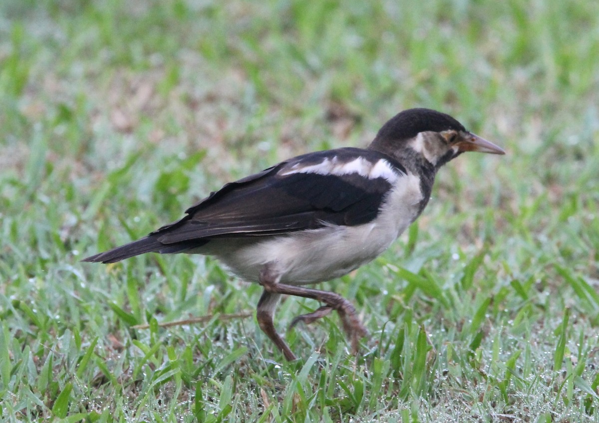 Indian Pied Starling - ML642148645