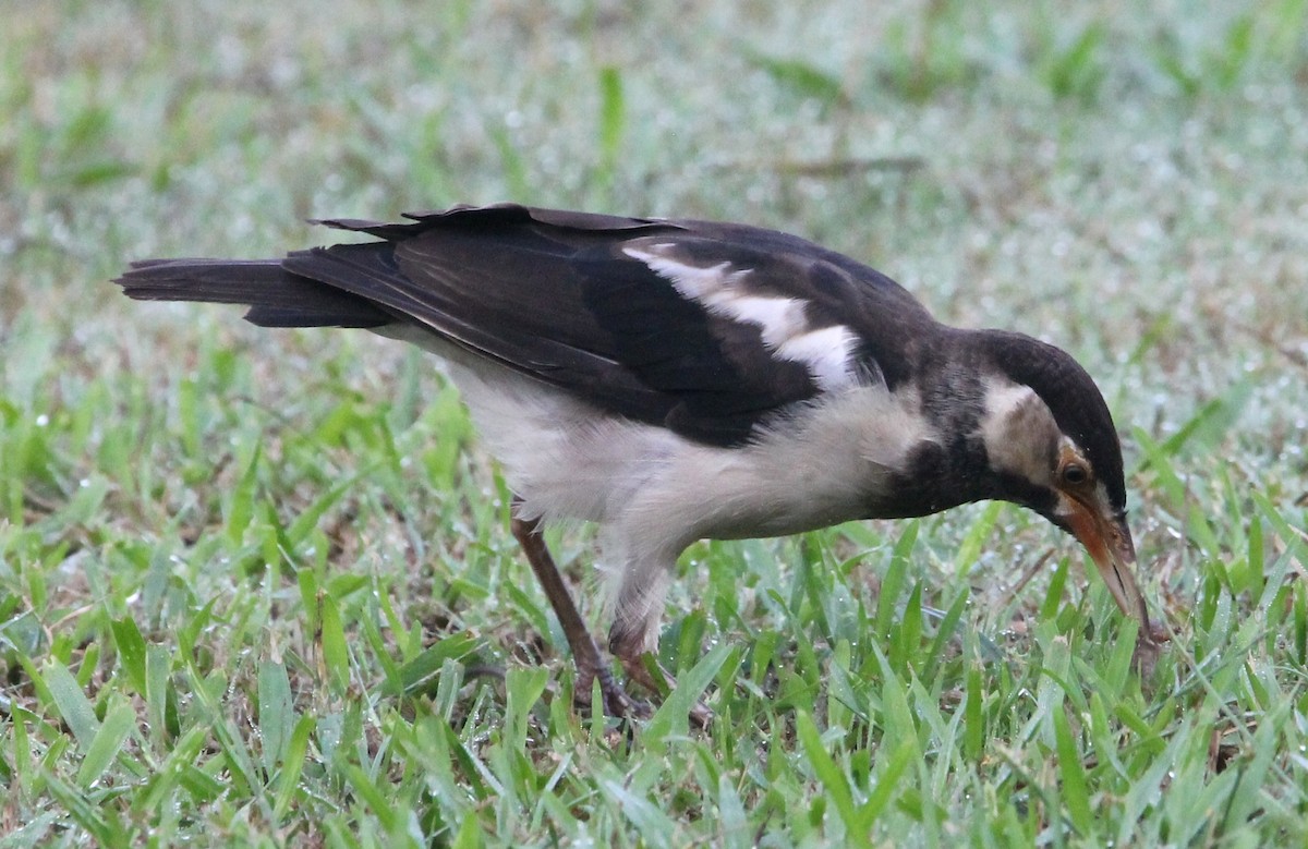 Indian Pied Starling - ML642148646