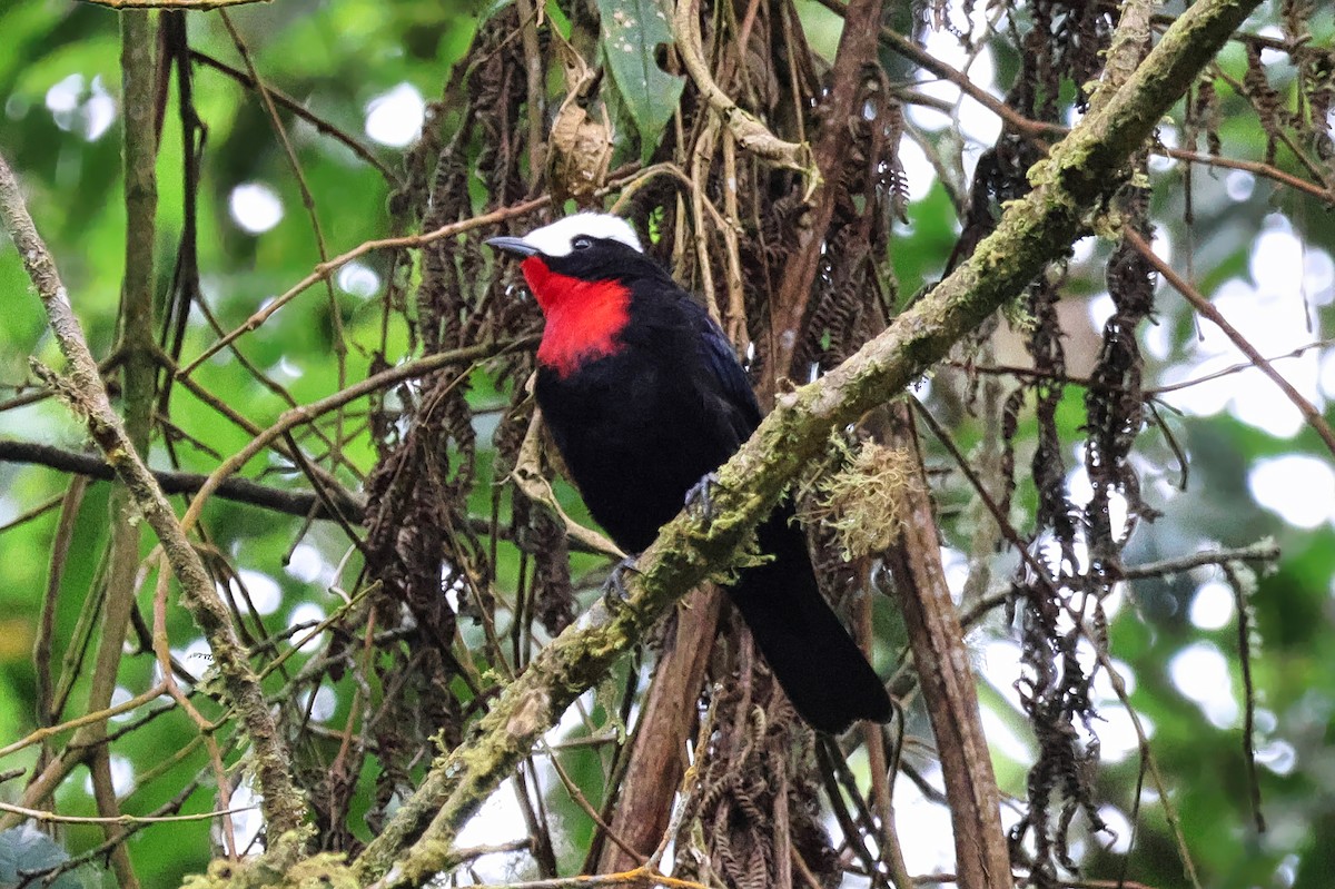 White-capped Tanager - ML642148652