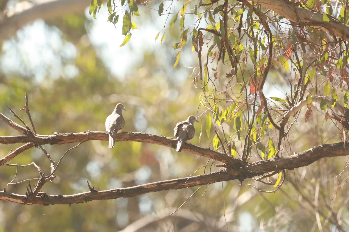 Peaceful Dove - ML642148653