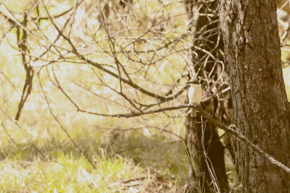 Sacred Kingfisher - ML642148654