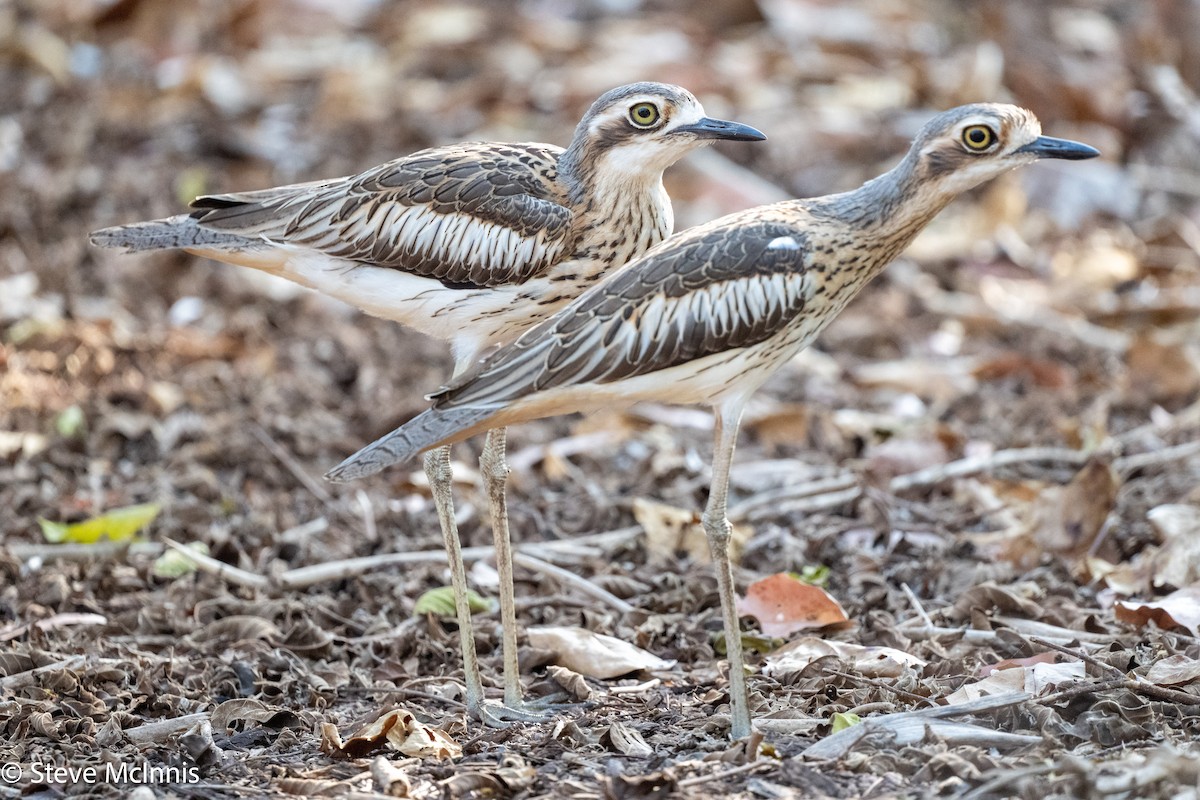 Bush Thick-knee - ML642148656