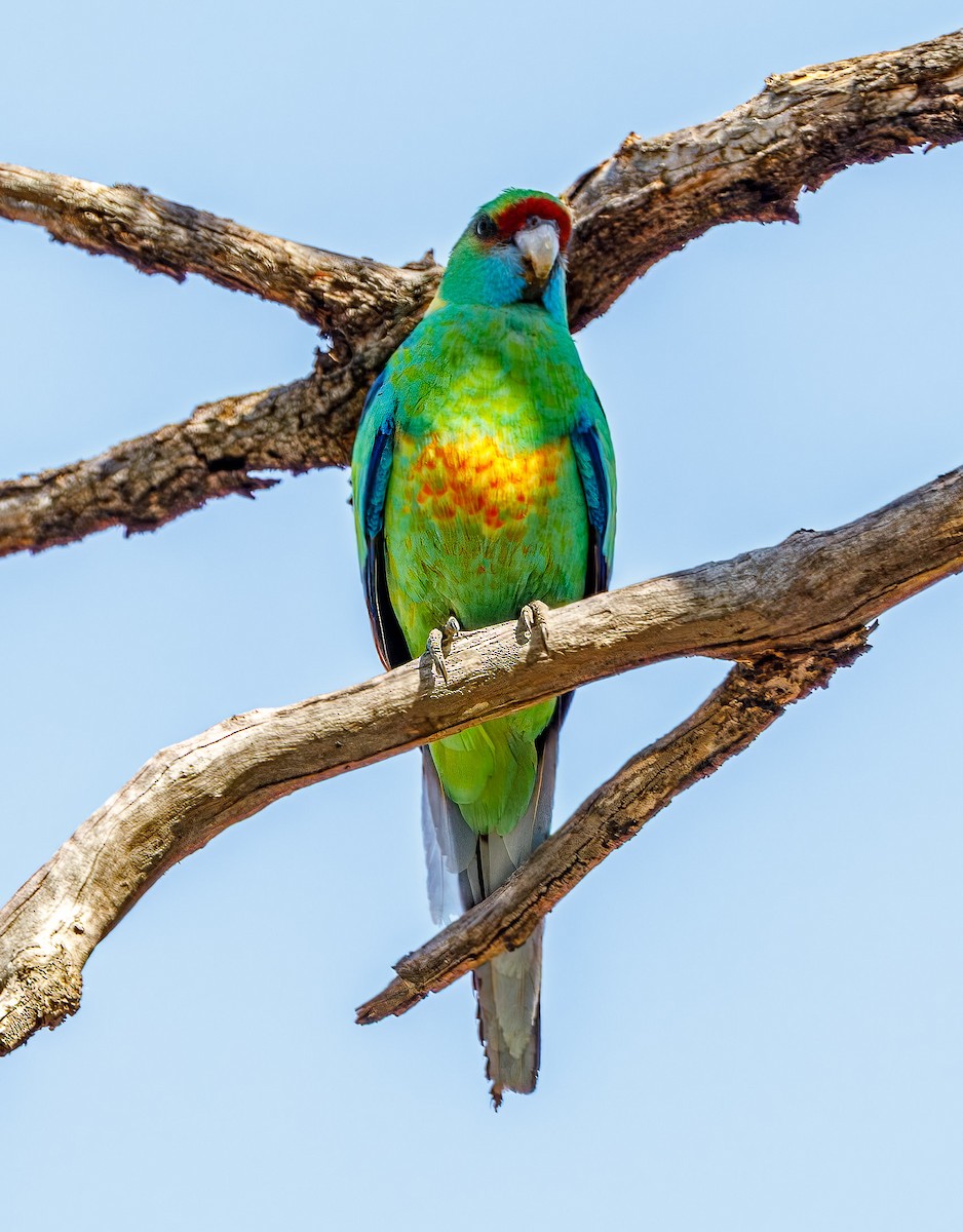 Australian Ringneck - ML642148658