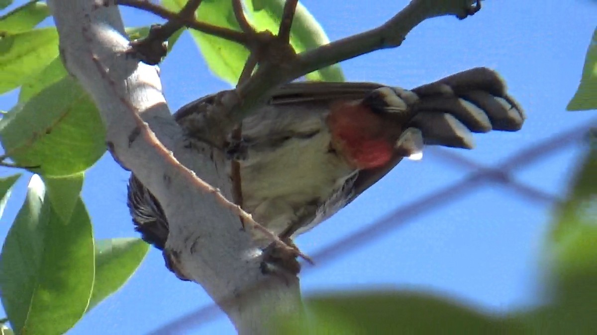 Bulbul ipurgorria - ML642148663