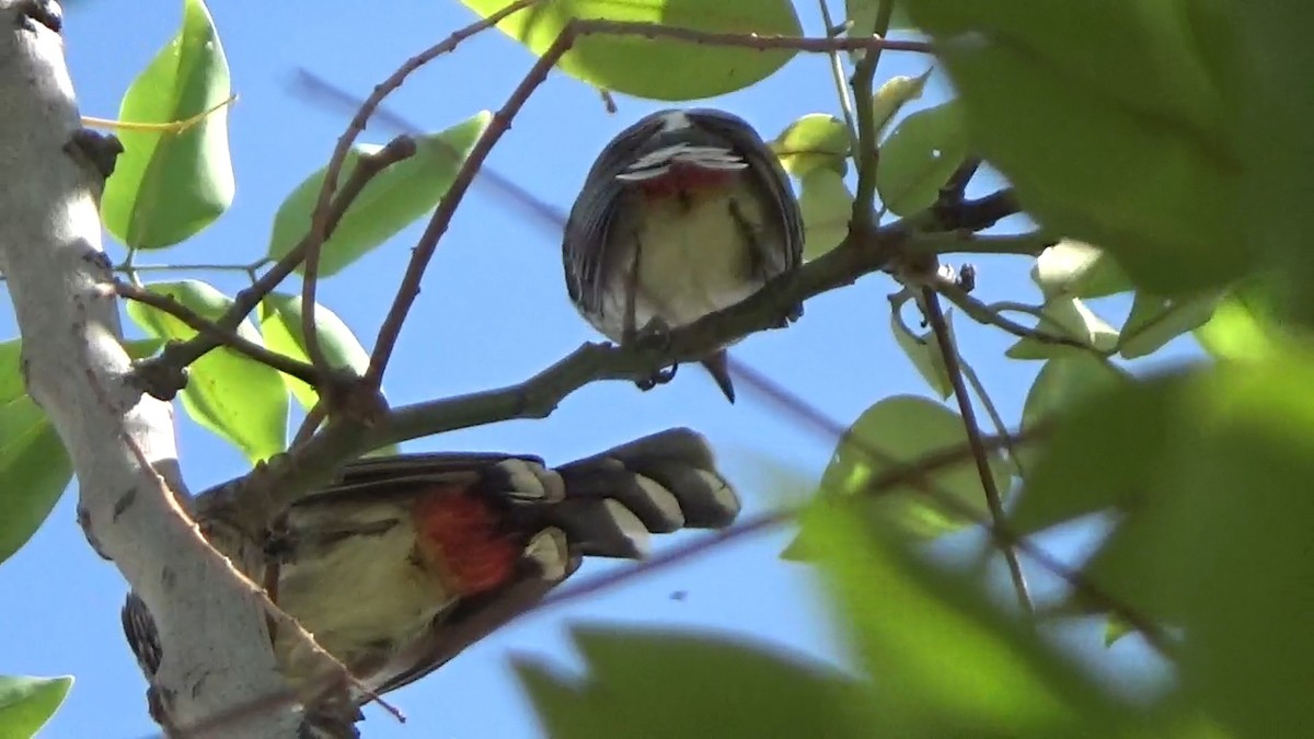 Bulbul ipurgorria - ML642148664