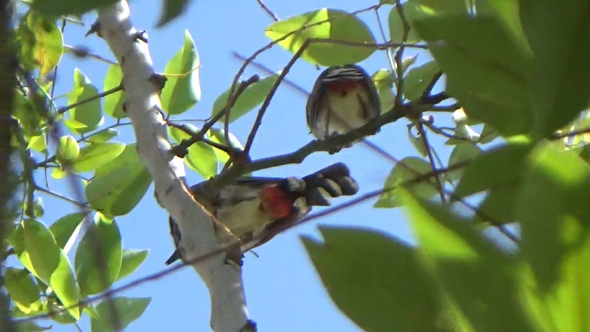Bulbul ipurgorria - ML642148665