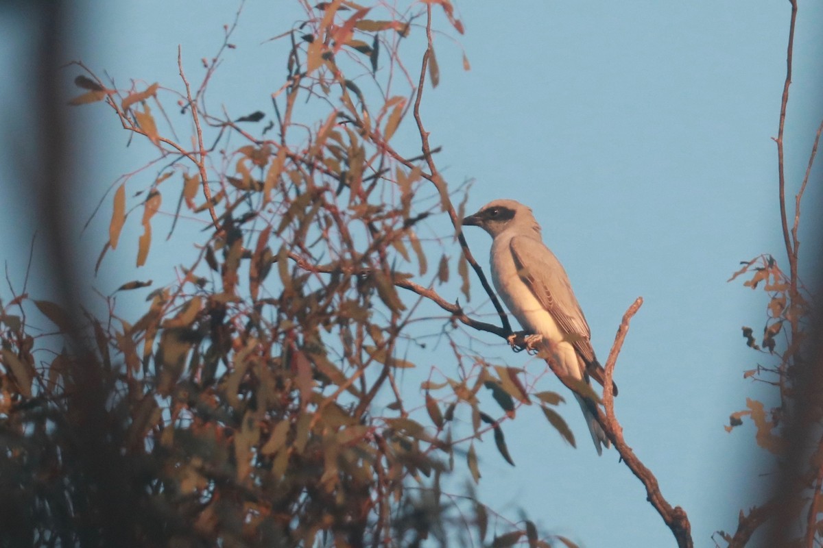 Black-faced Cuckooshrike - ML642148668