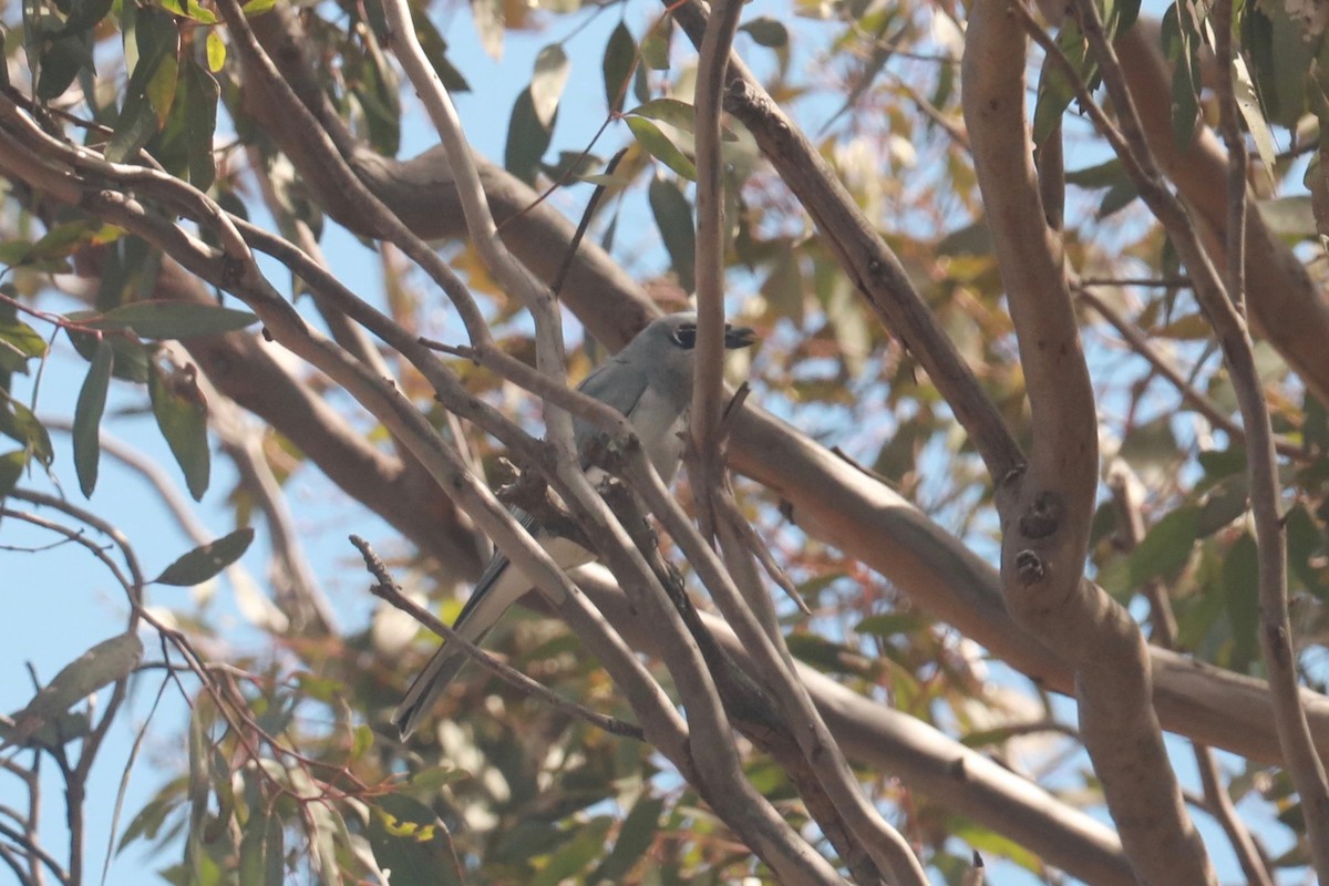 White-bellied Cuckooshrike - ML642148671