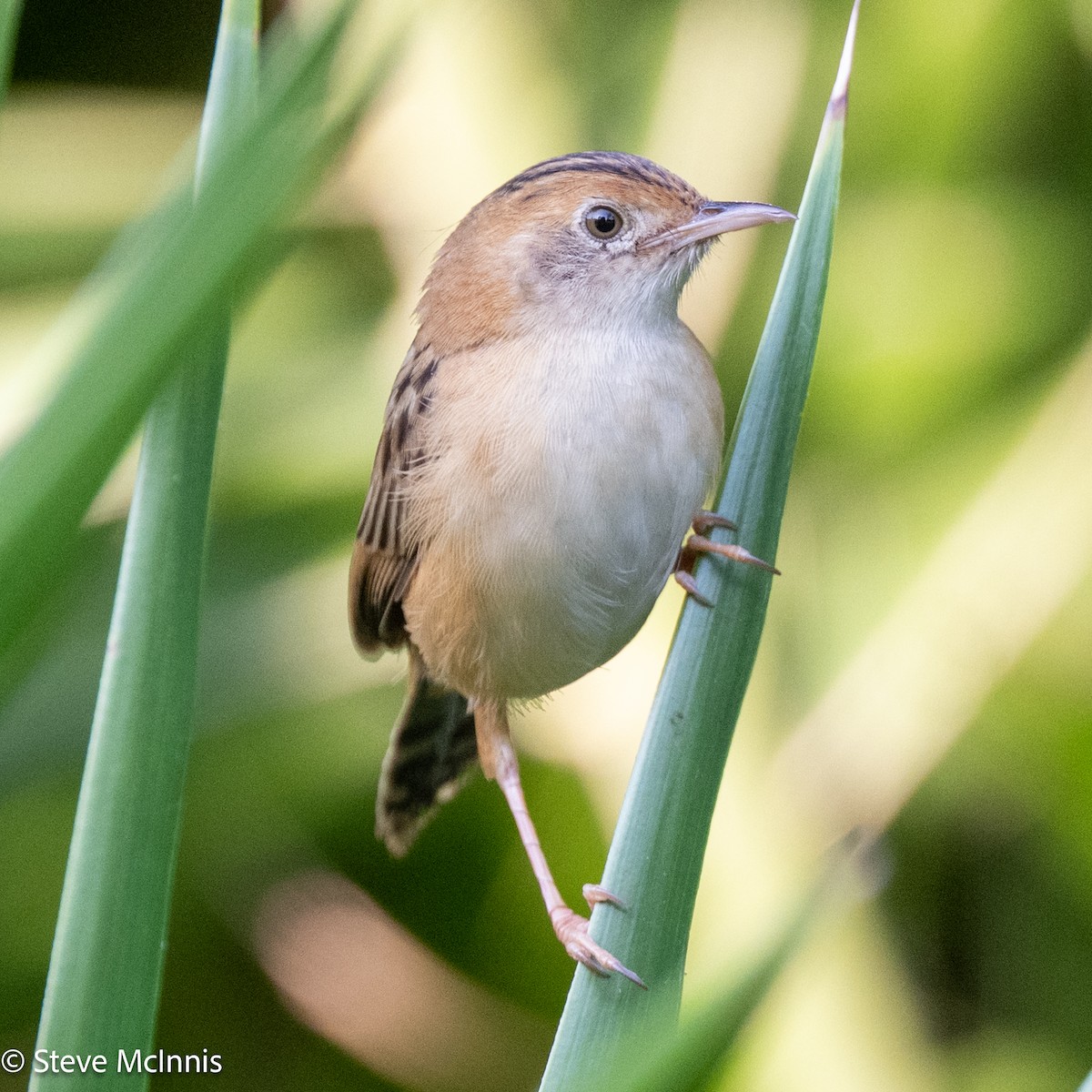 Golden-headed Cisticola - ML642148672