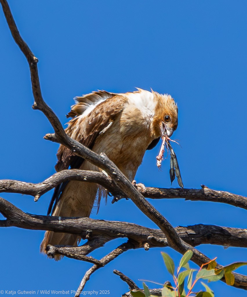 Whistling Kite - ML642148673