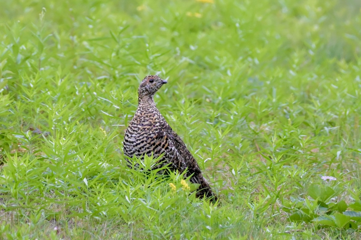 Spruce Grouse - ML642148674
