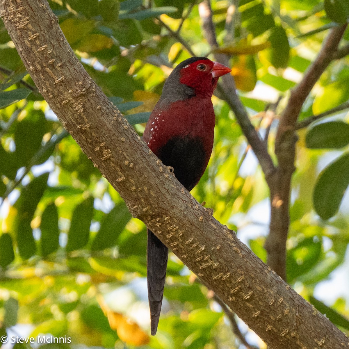 Crimson Finch - ML642148677