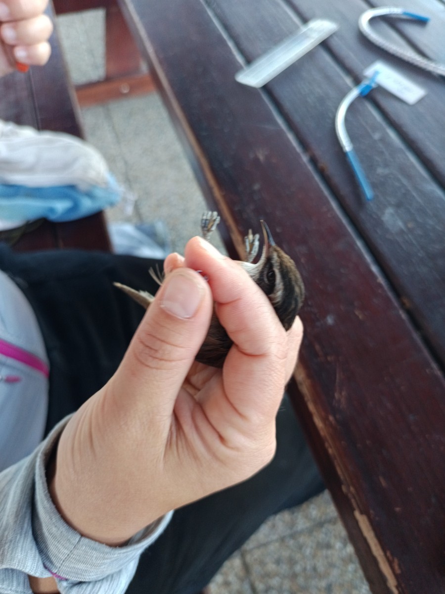 Moustached Warbler - ML642148681