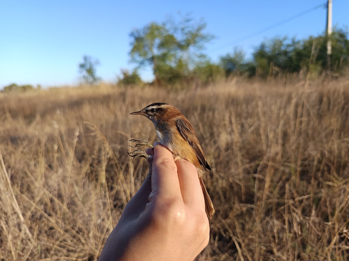 Moustached Warbler - ML642148682