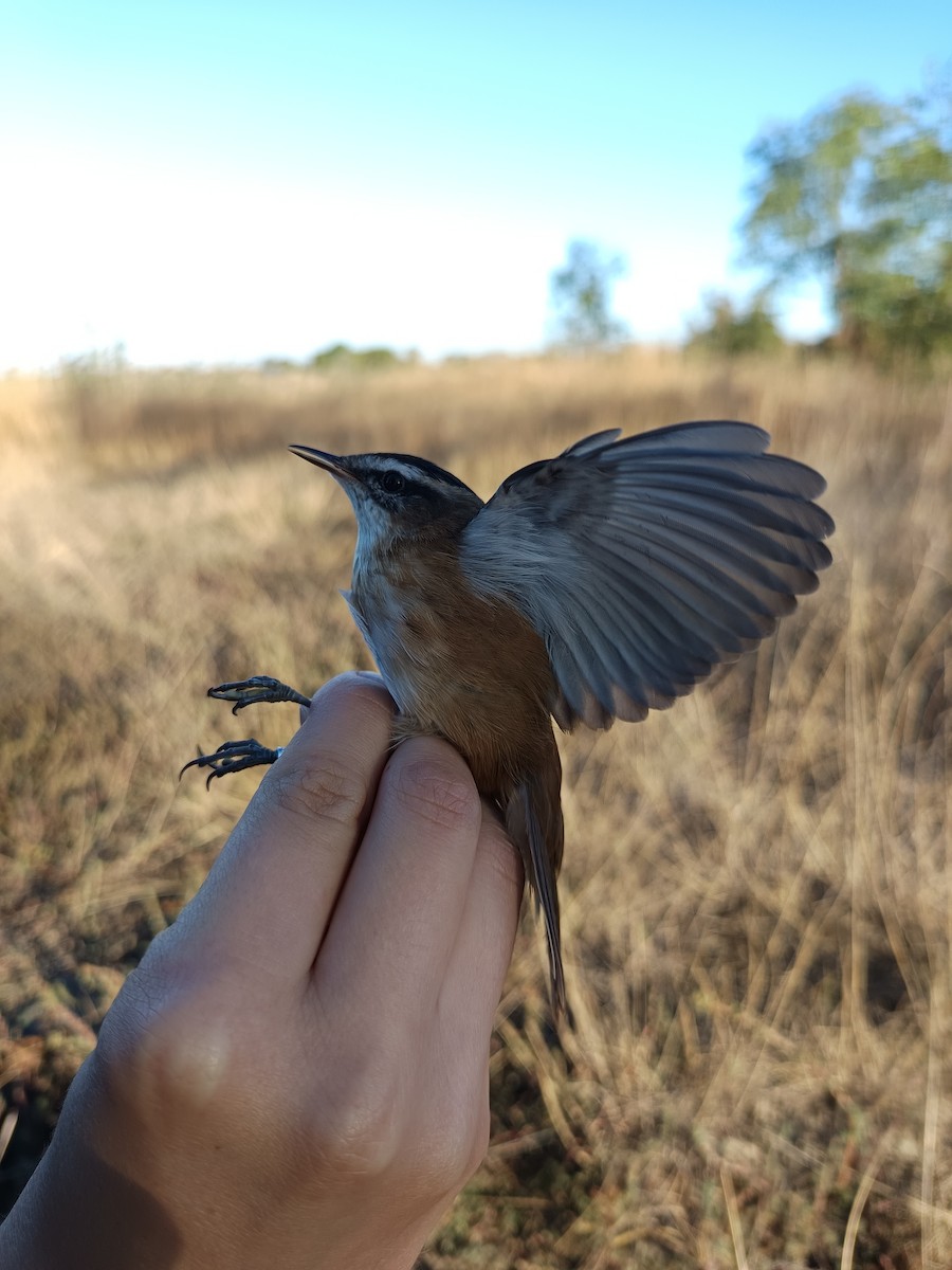Moustached Warbler - ML642148683