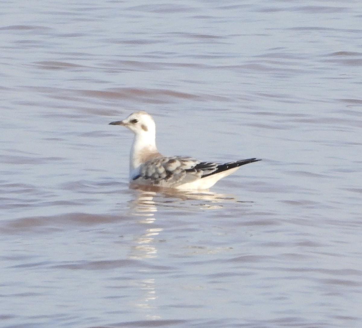 Bonaparte's Gull - ML642148684