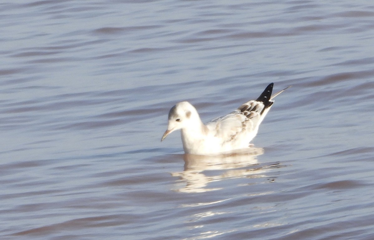 Bonaparte's Gull - ML642148685