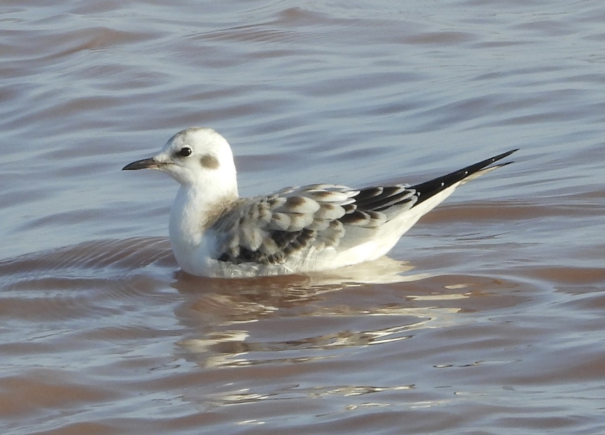 Bonaparte's Gull - ML642148686