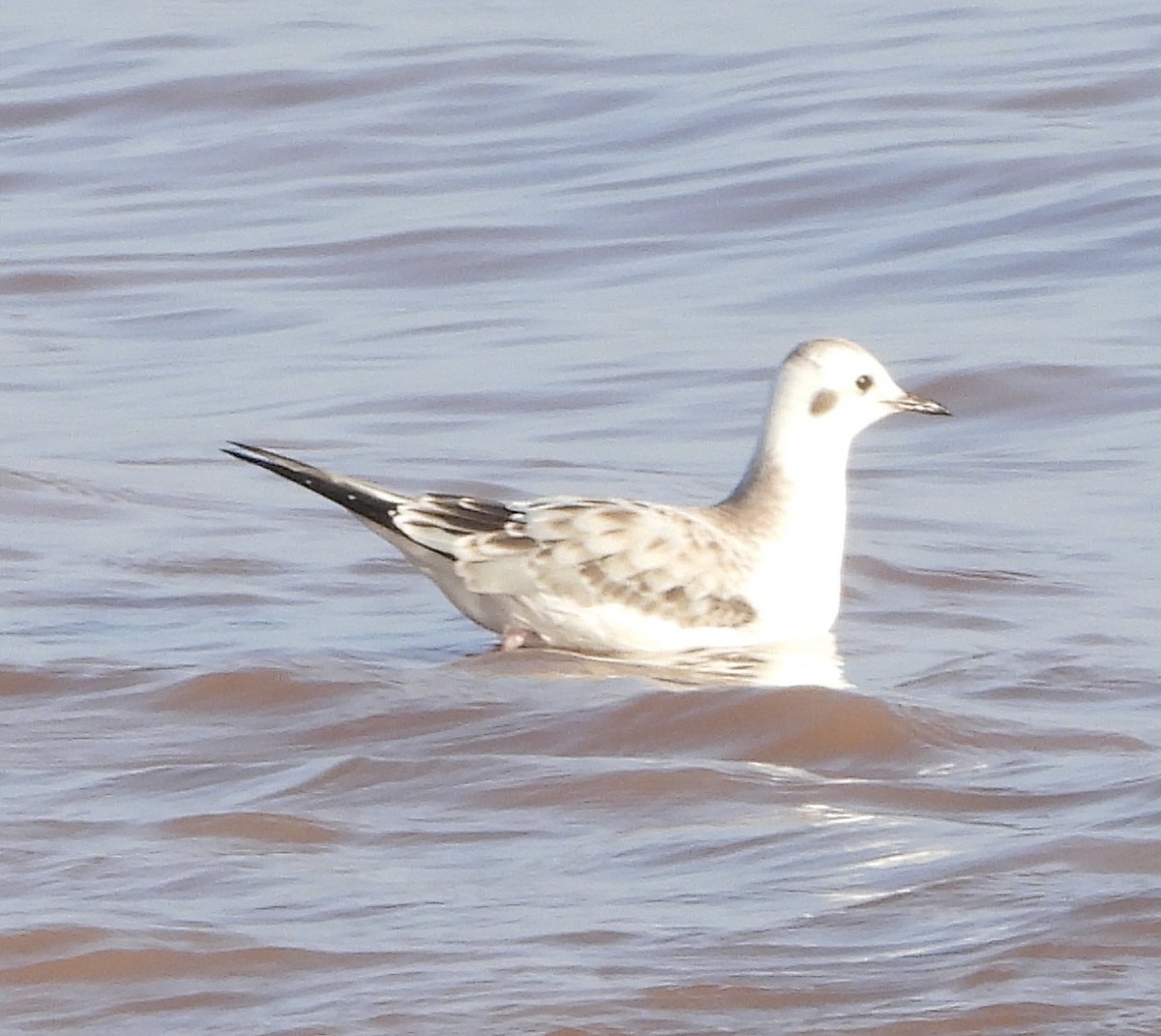Bonaparte's Gull - ML642148687