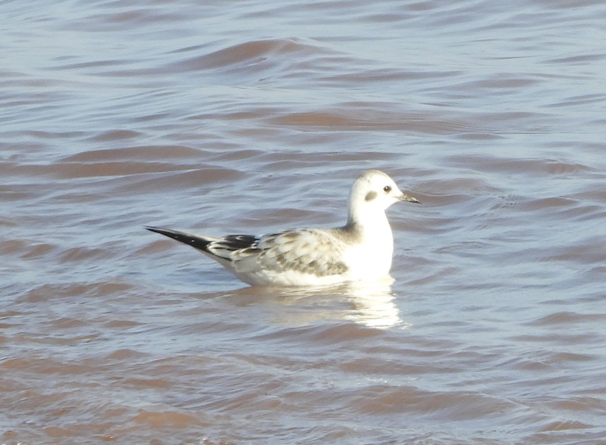 Bonaparte's Gull - ML642148688