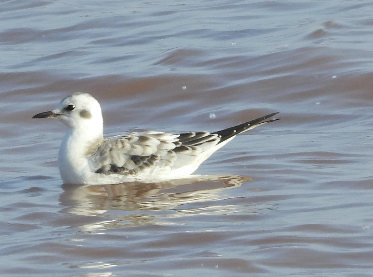 Bonaparte's Gull - ML642148689