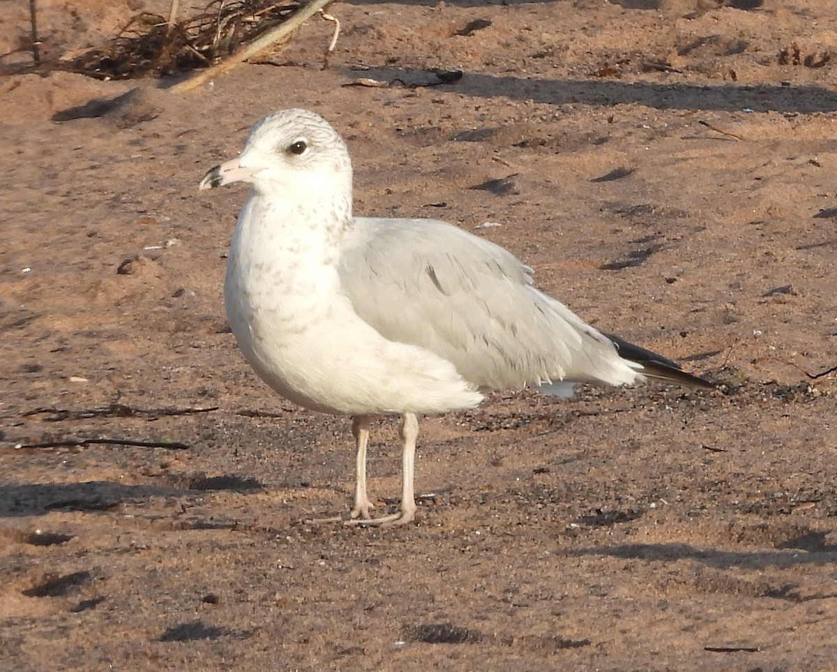 Ring-billed Gull - ML642148693