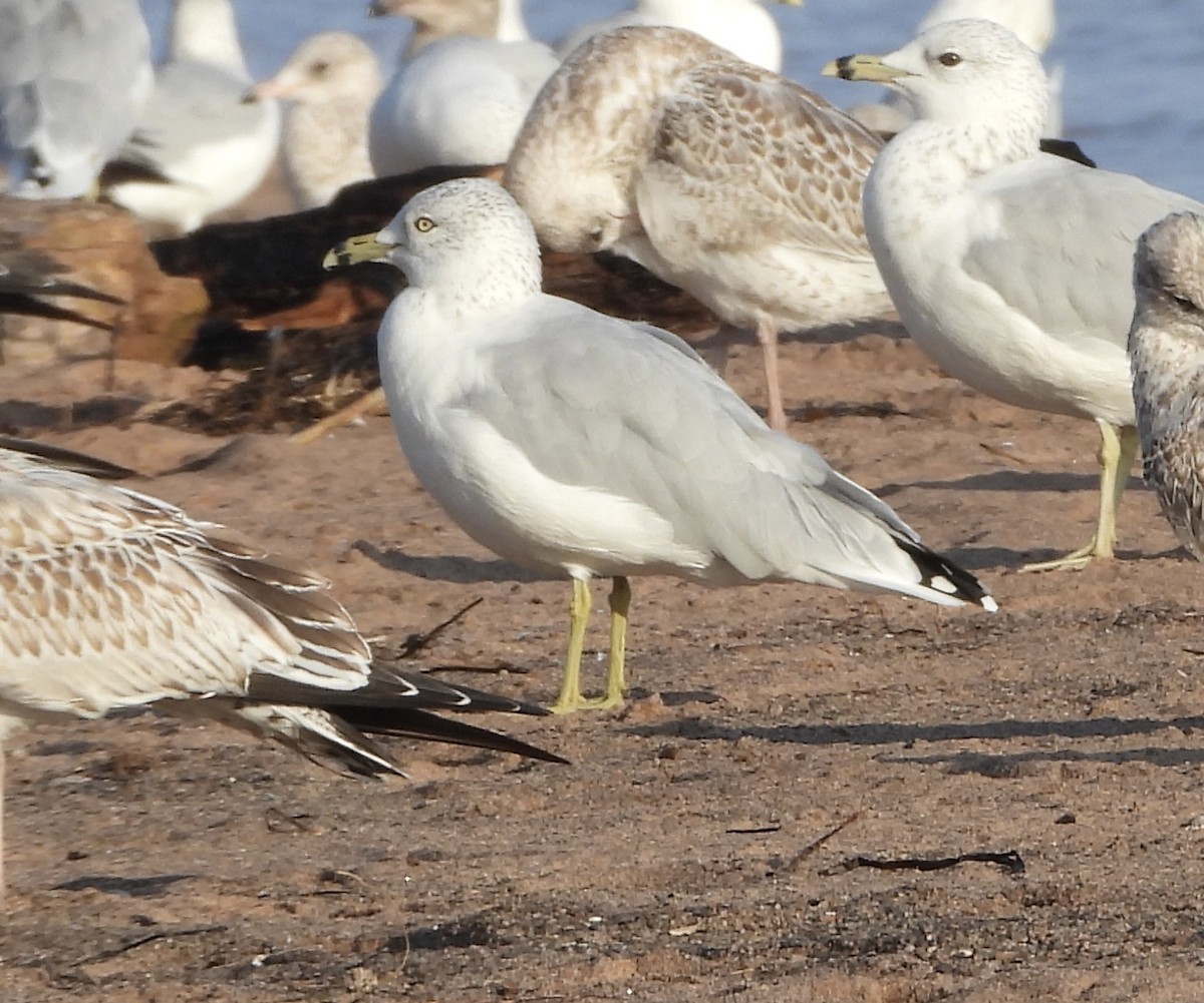 Ring-billed Gull - ML642148694